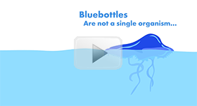Blue Bottles Video