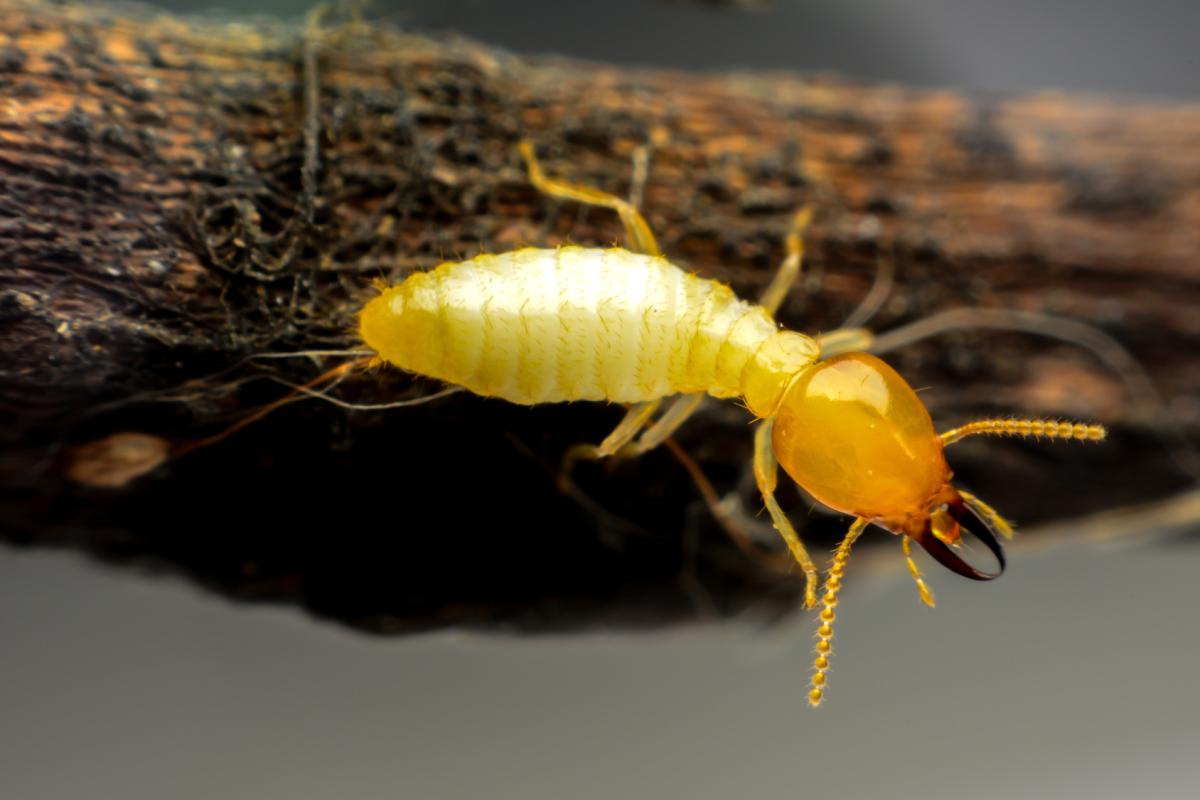 Termite Inspections and Treatments