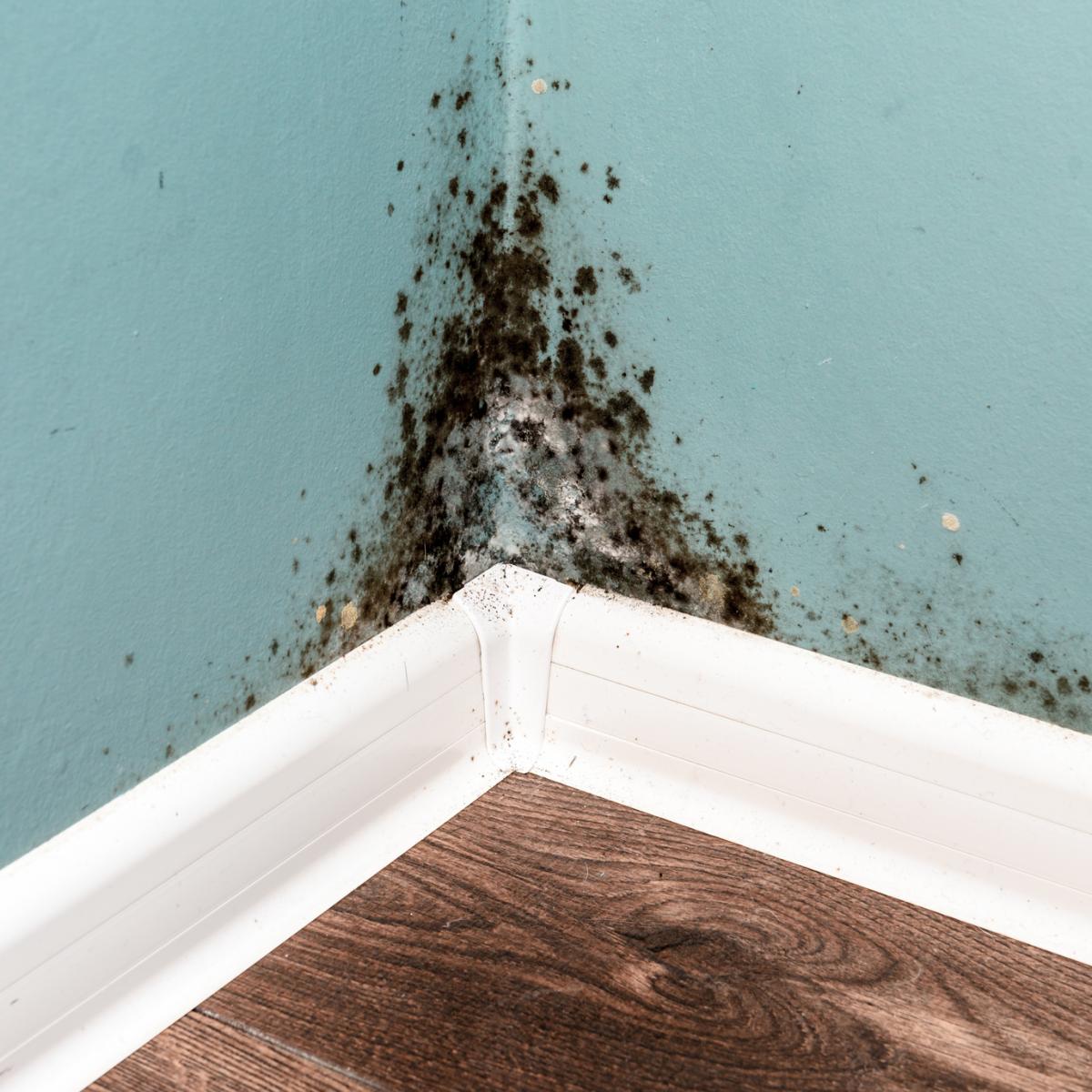 Dampness, Mould and Health